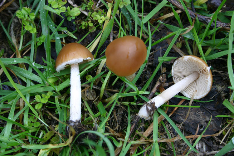 Psathyrella spadiceogrisea